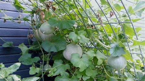 How to Grow Melons Vertically .